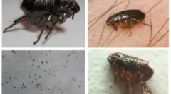 Црни болви дома и како да се ослободите од нив